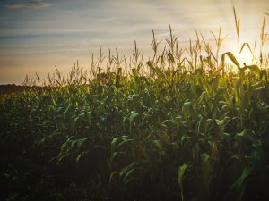 Farming in the Scottish Highlands of the Middle-ages