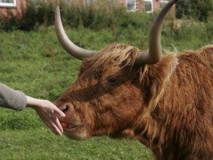 The Best Time of the Year to Visit Farms in the Scottish Highlands
