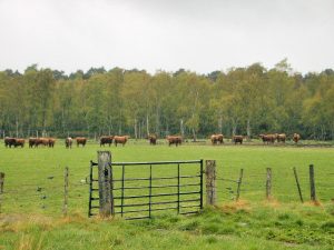 Traditional Farming Tools of the Scottish Highlands: A Historical Perspective