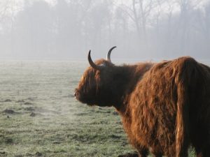 Scottish Highland Farms and Elegant Style