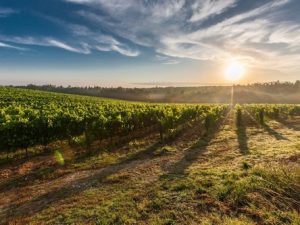 Self-Care as a Scottish Farmer